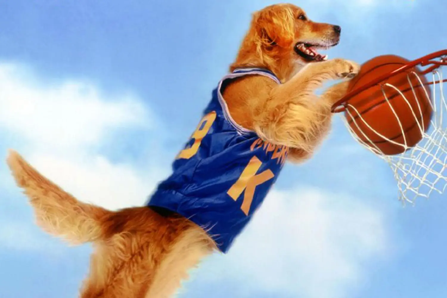 ¡Prepárate para ver el regreso del icónico Air Bud en 2026!- Últimas noticias Ecuador