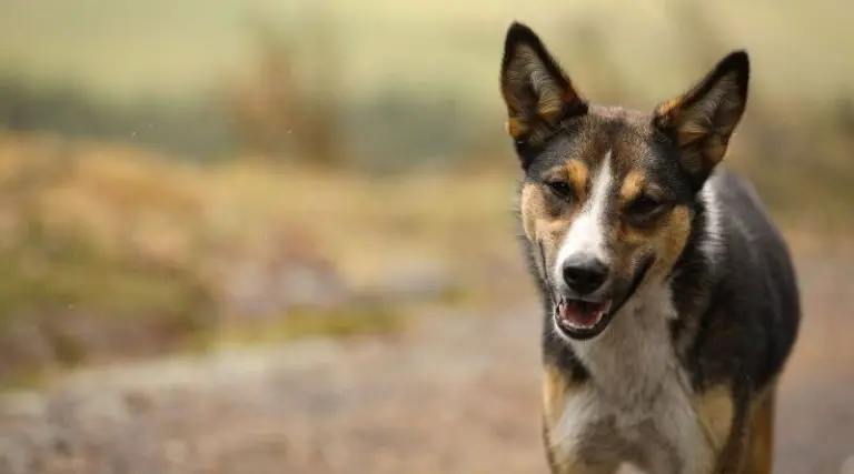 Eventos de adopción animal este fin de semana en Quito