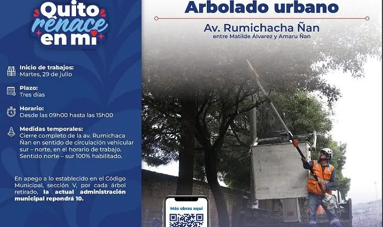 Retiro de árboles en condiciones críticas en Quito- Últimas noticias Ecuador