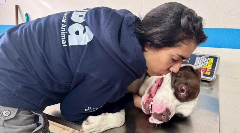 Rescate de perro maltratado en Quito- Últimas noticias Ecuador