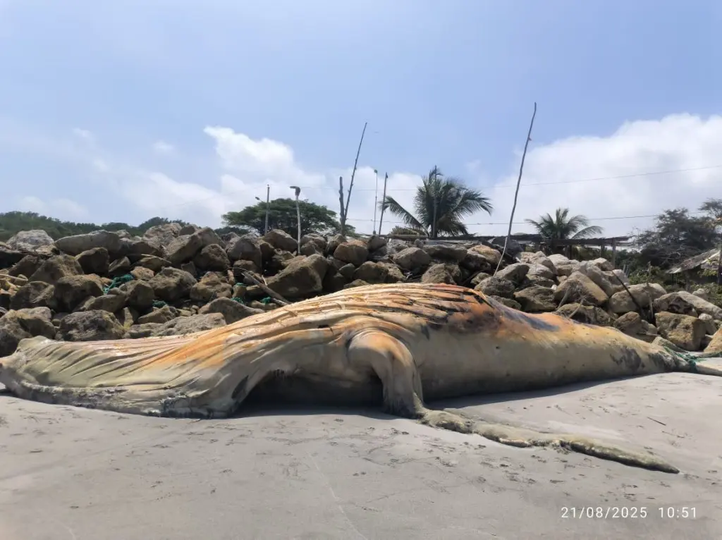 Descomposición de ballena en Jambelí alarma a todos- Últimas noticias Ecuador