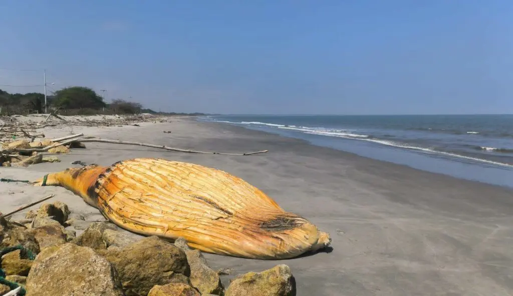 Impacto de ballena muerta en Jambelí sorprende a todos- Últimas noticias Ecuador