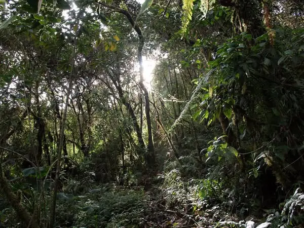 Ecuador da un gran paso: Machay, su 79ª área protegida, transforma la conservación- Últimas noticias Ecuador