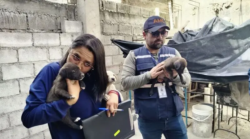 Rescate de perra y cachorros en Guamaní- Últimas noticias Ecuador