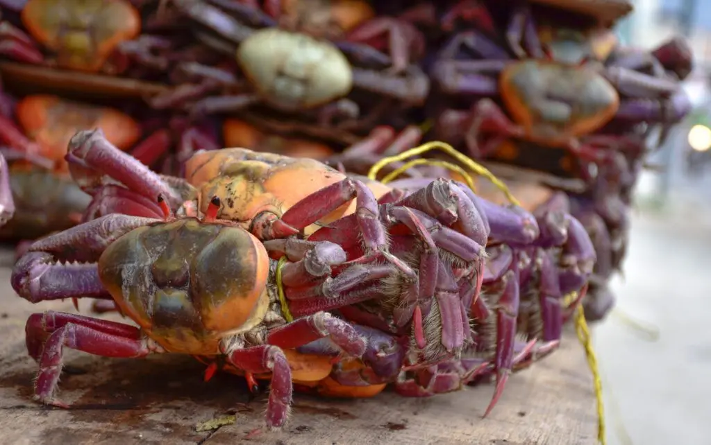 ¡Alerta! La veda del cangrejo puede costarte miles de dólares este agosto- Últimas noticias Ecuador