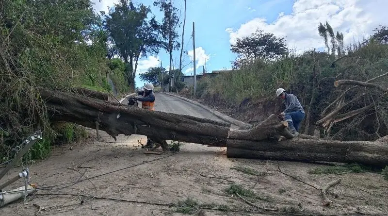 Retiro de árboles en Quito por razones de seguridad- Últimas noticias Ecuador