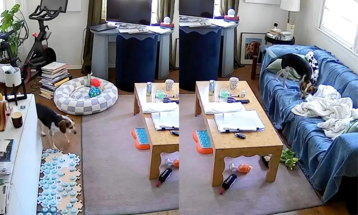 Un perro se vuelve viral tras pedir música de una manera singular- Últimas noticias Ecuador