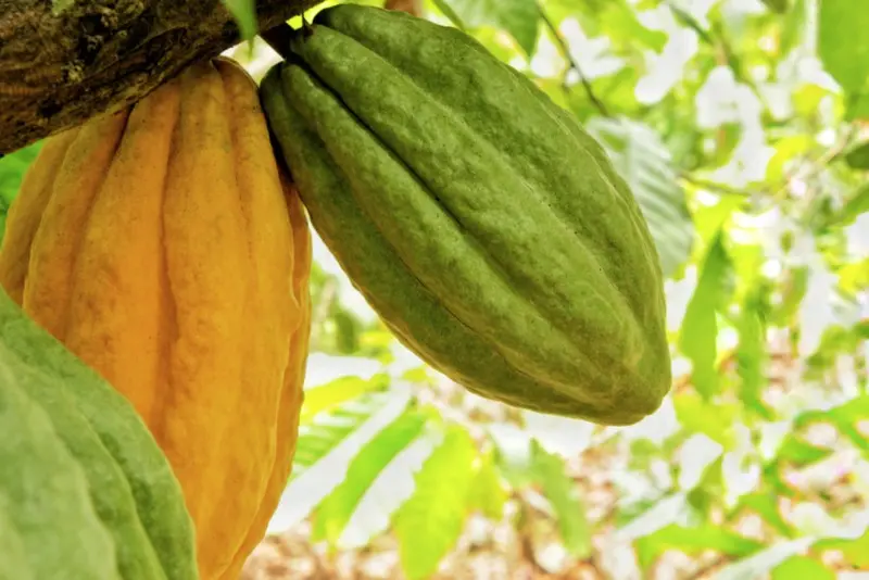 Descubre cómo Ecuador moderniza el cacao con un acuerdo estratégico- Últimas noticias Ecuador
