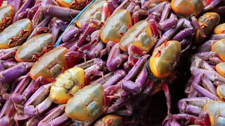 La veda de cangrejos en Ecuador llega a su fin