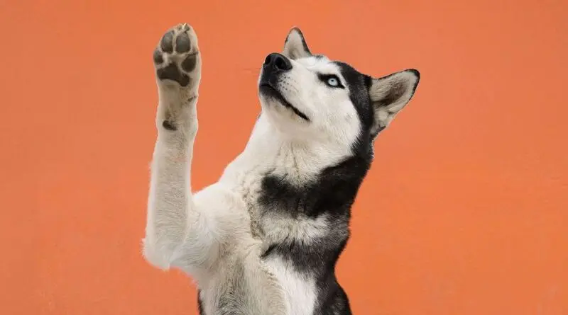 UBA Fest 2023 Promueve Adopción de Mascotas en Quito- Últimas noticias Ecuador