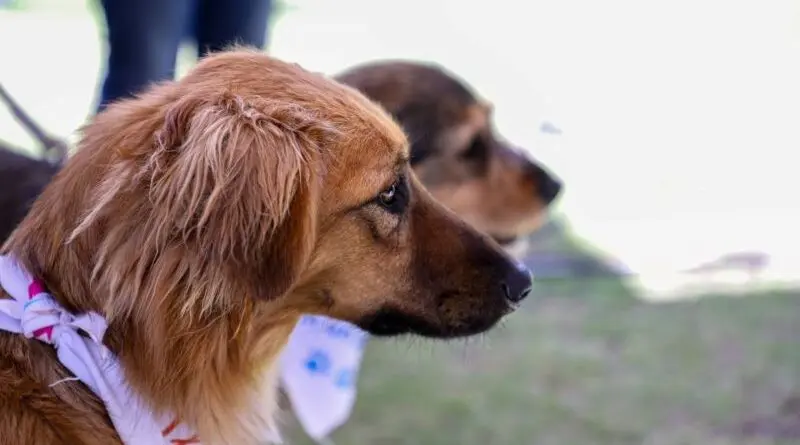 Adopción de animales en Quito busca nuevos hogares- Últimas noticias Ecuador