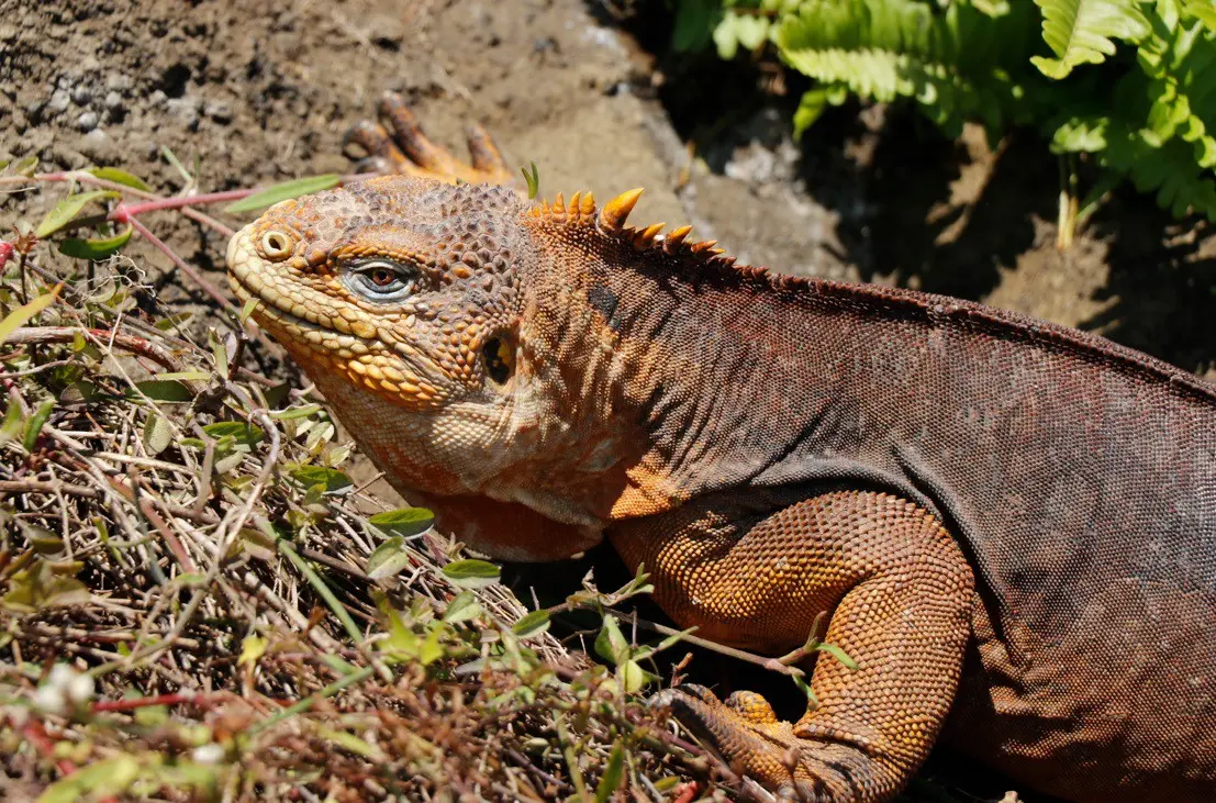 Ecuador lanza ambicioso plan de conservación en Galápagos- Últimas noticias Ecuador
