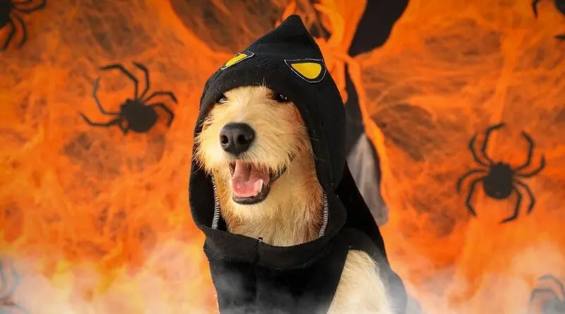 Festival UBAween 2025 se llevará a cabo en Quito- Últimas noticias Ecuador