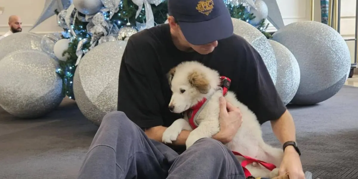 Este cachorro rescatado cambiará tu perspectiva sobre la adopción- Últimas noticias Ecuador