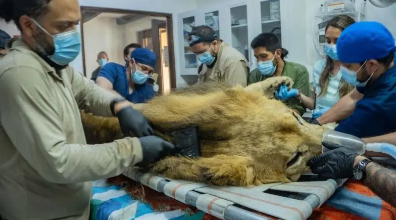 Leones rescatados reciben atención médica en QuitoZoo- Últimas noticias Ecuador