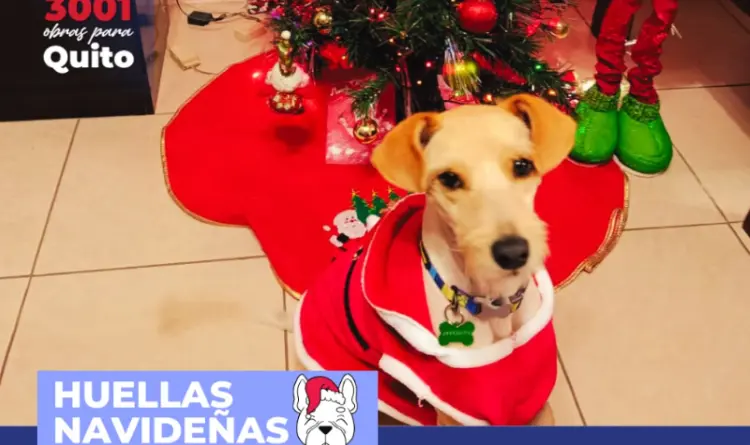 Huellas Navideñas invita a celebrar a nuestras mascotas- Últimas noticias Ecuador