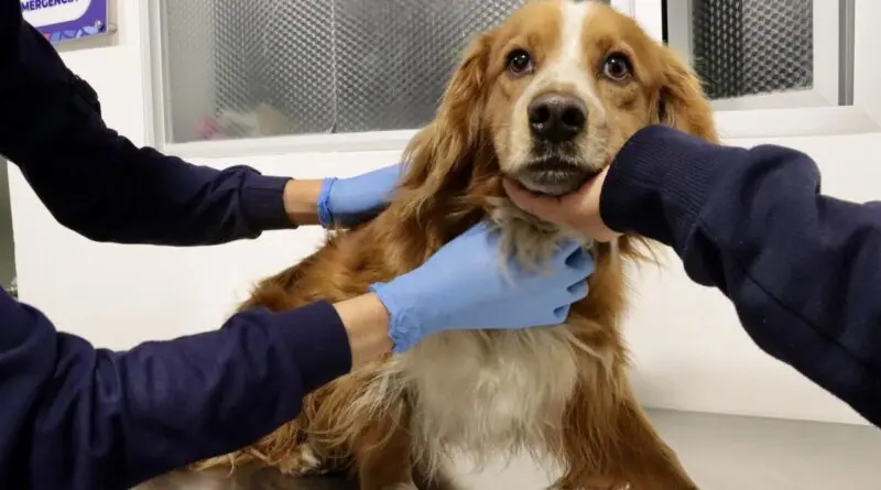 Rescatan perro que interrumpió servicio del Metro en Quito- Últimas noticias Ecuador