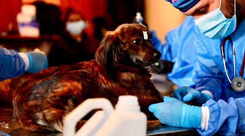 Campañas de esterilización gratuita en Quito continúan- Últimas noticias Ecuador