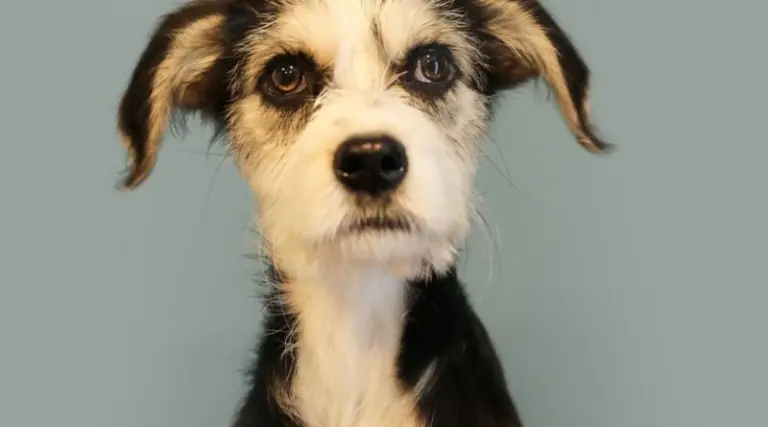 Cachorros rescatados buscan hogares permanentes en Quito