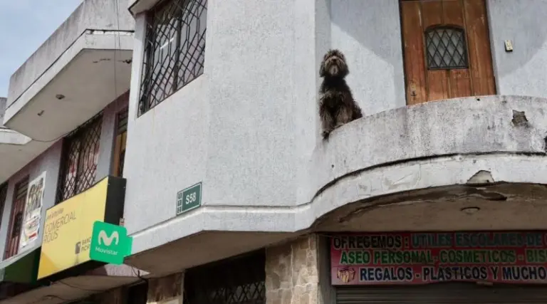 Rescatan perro en condiciones de abandono en Quito