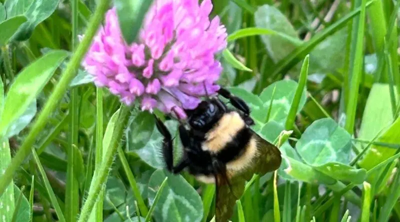 Programa educativo destaca la importancia de los insectos- Últimas noticias Ecuador