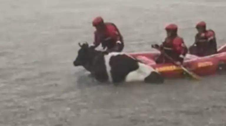 Bomberos de Quito rescatan vaca atrapada en reservorio