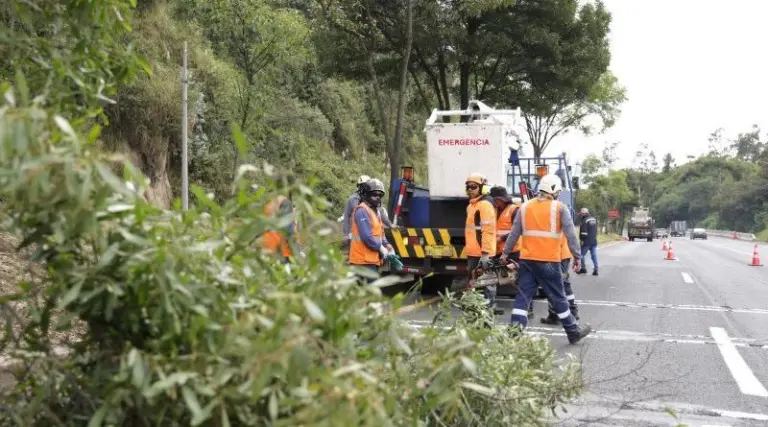 Retiro de árboles en av. Simón Bolívar dispuesto por Municipio