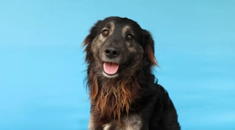 Diego, el perro rescatado, busca hogar en Quito