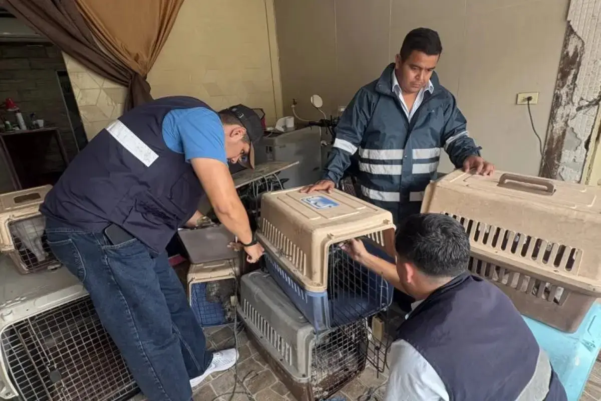 Clausuran clínica veterinaria ilegal en Guayaquil- Últimas noticias Ecuador