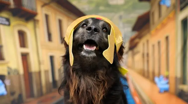 Campaña de adopción canina inspirada en Semana Santa