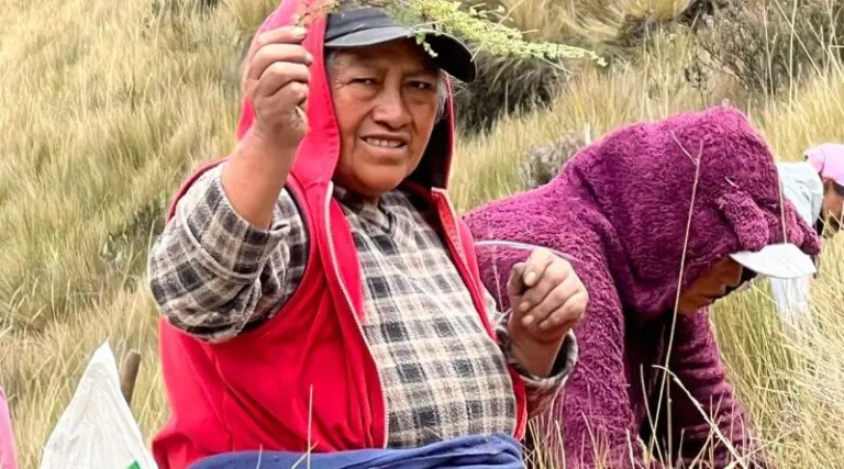 Minga en Sincholagua planta 3.000 especies nativas