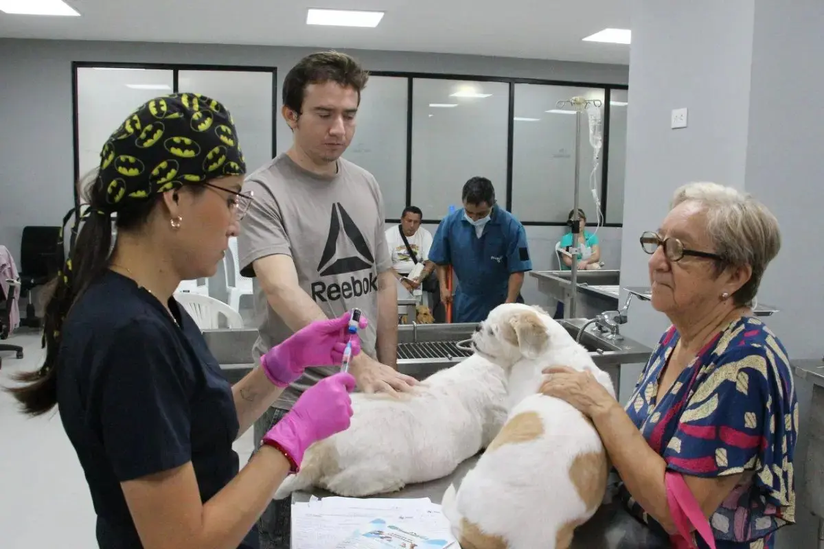 ProAnimal aplica 14.000 vacunas gratis para perros en Guayaquil- Últimas noticias Ecuador